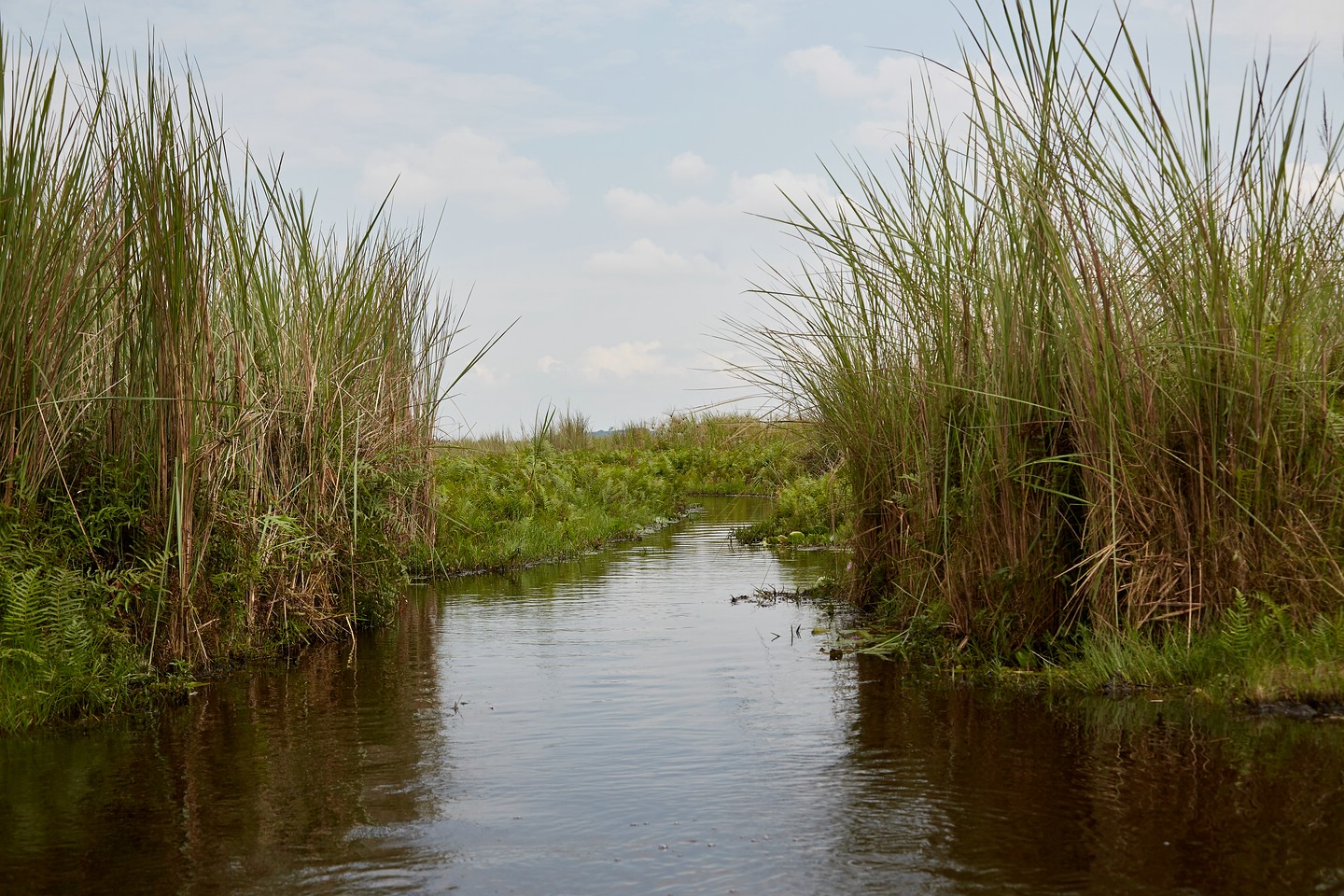 Mabamba Swamp